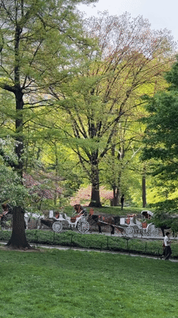 Person enjoys beverage in spring Central Park evening