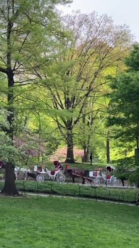 Person enjoys beverage in spring Central Park evening