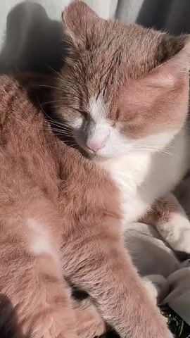 A close-up shot shows a cat with light brown and white fur sleeping outdoors on what appears to be a white cloth and grass. The cat's eyes are closed and its head is slightly tilted. Sunlight casts shadows on the scene.