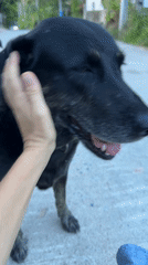 Person pets dog on street in Koh Phangan, Thailand