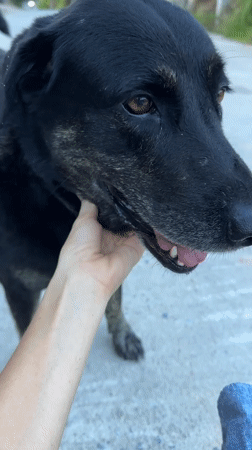 Person pets dog on street in Koh Phangan, Thailand