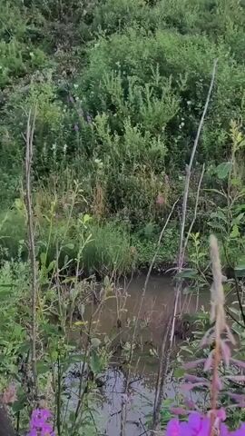 The video shows a natural scene with lush green vegetation and a small body of brown water. Several tall, thin branches are visible in the foreground, some with dry leaves. There are also small pink and white flowers scattered throughout the greenery. The water appears still, reflecting the surrounding plants. The overall impression is of a wild, overgrown natural area, possibly a marsh or a shallow pond, with some plants in bloom. The lighting suggests it could be early morning or late afternoon.
