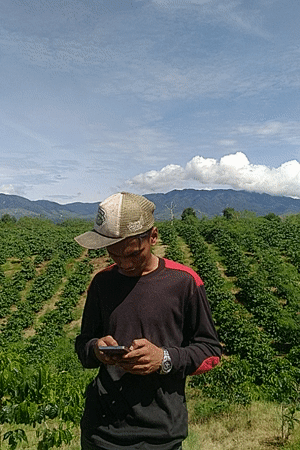 Walking a coffee plantation in rural Indonesia, cherries and all