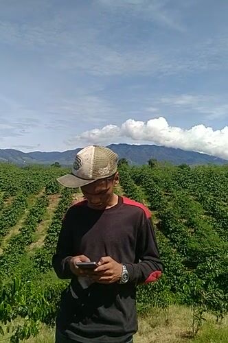 Walking a coffee plantation in rural Indonesia, cherries and all