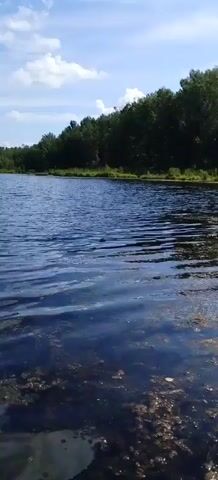 The video shows a tranquil lake with a clear blue sky and scattered white clouds. A line of lush green trees borders the far side of the lake, creating a scenic backdrop. The water's surface is gently rippled, reflecting the sky and surrounding greenery. In the foreground, the shallow water reveals submerged aquatic plants and detritus. The scene is peaceful and natural, suggesting an untouched wilderness environment. There are no people or man-made objects visible in the video. The camera appears to be positioned low to the water, possibly from a boat or kayak, giving a close-up perspective of the lake's surface. The overall impression is one of serenity and natural beauty.