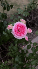 Roses in bloom in a Kyiv garden, August afternoon.
