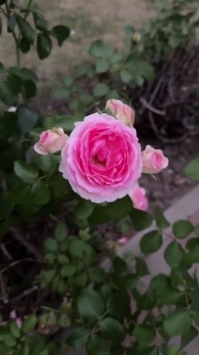 Roses in bloom in a Kyiv garden, August afternoon.