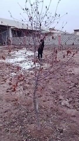 The video shows a black and white cat climbing a small, bare tree. The tree stands in a dirt yard with patches of snow. A building with a corrugated metal roof is visible in the background, along with a brick wall. The sky is overcast. The cat moves around the tree branches.