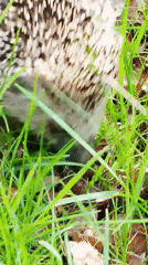Hedgehog spotted foraging in Russian meadow during morning hours