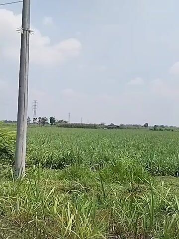 A video shows a rural landscape with a large field of tall green crops, possibly sugarcane, under a partly cloudy sky. The camera pans from left to right, revealing a line of trees in the distance, some power lines, and a few small buildings. The foreground shows a dirt path with some dry grass and debris. The overall impression is one of an agricultural area on a bright day.