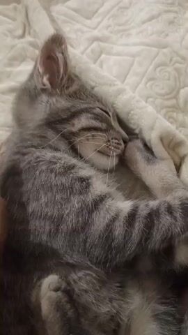 A person's hand pets a sleeping gray tabby kitten. The kitten is lying on its back on a white quilted surface. The kitten's eyes are closed, and its paws are covering its face. The person's hand is seen from the wrist down, with fingers extended and moving in a petting motion on the kitten's chest and side. The background is a close-up of the textured white quilted material.
