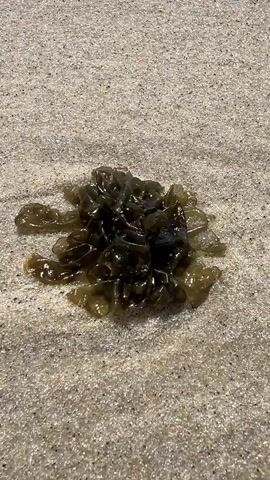 The video shows a close-up, static shot of a clump of dark green, slimy seaweed resting on wet, light brown sand. The seaweed is tangled and appears to have some darker, possibly dried pieces mixed in. The sand is granular and slightly reflective, indicating it is damp. The lighting is bright, suggesting it is daytime. There are no people or animals visible in the frame. The overall scene is one of detritus washed ashore on a beach.