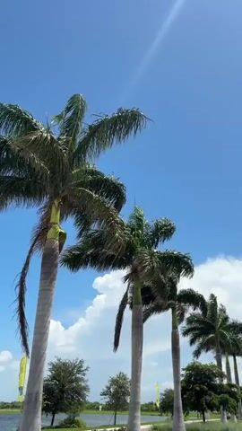 The video pans upwards, showcasing a clear blue sky with a few wispy clouds. Several tall palm trees dominate the frame, their fronds rustling gently in the breeze. In the background, a body of water is visible, bordered by lush green trees and a sidewalk or path. The overall scene evokes a sense of a sunny, tropical day.