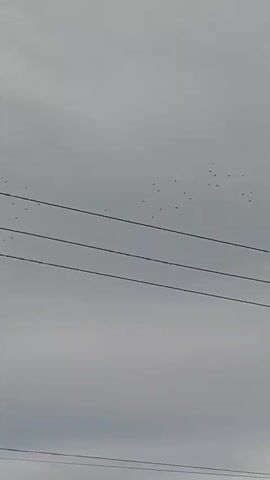 A flock of birds flies across a grey, cloudy sky. The birds are small and dark against the sky. There are power lines visible in the foreground. The birds form various patterns as they fly, including what appears to be a heart shape at one point. There are trees visible at the bottom of the frame towards the end of the video. The video is shaky, suggesting it was filmed handheld.