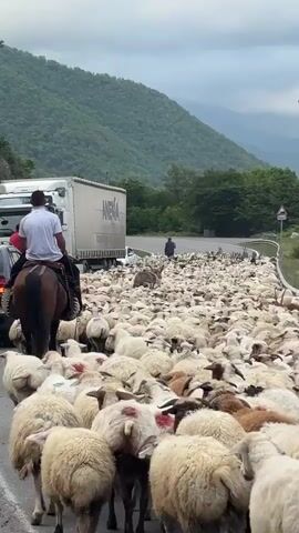 The video shows a flock of sheep filling a rural road. A man on horseback, wearing a white shirt and blue jeans, is positioned at the front left of the flock, guiding them. To the left of the horse, a black SUV is stopped. Behind the SUV, a white semi-truck is also stopped. Further up the road, another semi-truck is moving towards the flock. There is a man standing in the road in front of the approaching truck, seemingly directing the sheep. The road is paved and has white lane markings. On either side of the road, there are green, tree-covered mountains. The sky is overcast. The sheep are a mix of white and brown and are densely packed together, moving down the road.