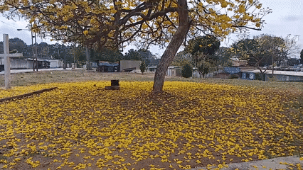 Yellow flowering tree blooms in Tinaquillo park, Venezuela