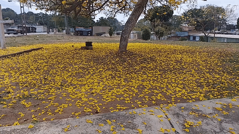 Yellow flowering tree blooms in Tinaquillo park, Venezuela
