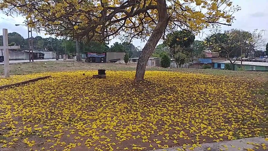 Yellow flowering tree blooms in Tinaquillo park, Venezuela