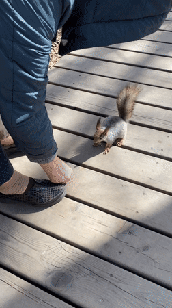 Morning park life captured in Yekaterinburg