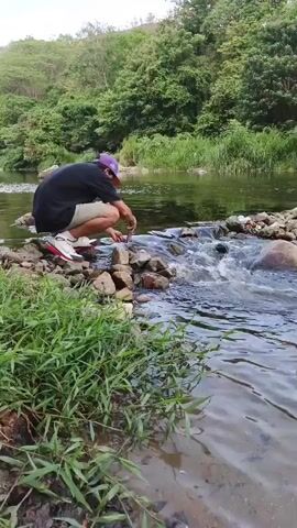A man wearing a purple cap, black t-shirt, khaki shorts, and white sneakers crouches by a clear, flowing river in El Jabillo, Venezuela. He is positioned next to a series of rocks that form a small natural barrier, causing the water to ripple and flow over them. His hands are near the water and rocks, suggesting he is either observing or interacting with something in the stream. Several fish are visible swimming in the clear water downstream from the man. The riverbank in the foreground is covered with lush green grass, while the opposite bank and background feature dense green trees and foliage, indicating a natural, verdant environment. The scene is bathed in natural daylight.
