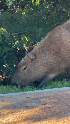 The video captures a close-up view of a capybara grazing on grass. The capybara is facing left with its head down, eating. Its fur is brown and coarse. In the background, lush green foliage can be seen, suggesting an outdoor, natural environment. The capybara is positioned near a paved surface, possibly a path or road. The lighting appears to be natural daylight, casting shadows and highlighting the texture of the capybara's fur and the surrounding vegetation. The camera is positioned at eye level with the capybara. Another capybara is partially visible in the upper right portion of the frame.