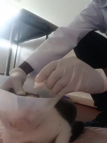 Veterinary care session documented in Nairobi involving multiple animals