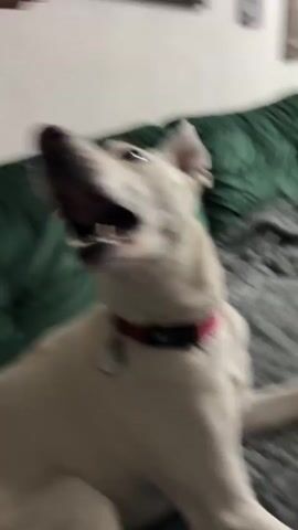 A white dog with a pink collar is on a green couch. A hand is petting the dog and it is opening its mouth as if to take something. The dog's tongue is visible.