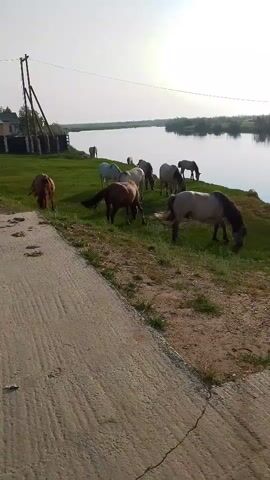 A herd of horses grazes in a grassy field next to a river. The horses are of various colors, including brown, white, and gray. In the background, there is a house with a power line. The sky is clear and the sun is shining. The video is taken from a low angle, as if the person filming is walking on a path next to the field.