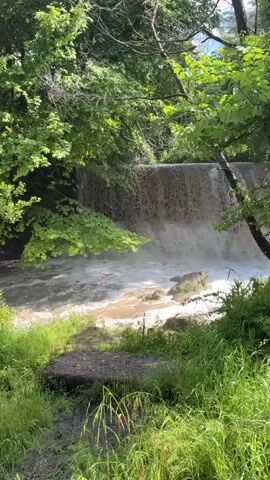The video shows a waterfall surrounded by trees and lush green grass. The water is murky brown, indicating a strong flow likely due to recent rain or high runoff. The waterfall is relatively wide and creates a frothy, white cascade as it plunges into the river below. The river flows rapidly downstream, with some rocks visible amidst the turbulent water. The environment is natural and appears to be a forest or a park area with dense foliage. The sunlight filters through the trees, casting some shadows but also illuminating parts of the scene. The sound of rushing water is prominent.
