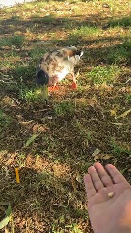 A mallard duck with a green head and brown speckled body is pecking at the ground in a grassy area. A human hand is extended, holding a small white piece of food. Another mallard duck is visible in the background. The scene appears to be outdoors, possibly near water, indicated by the presence of a lake or river and lush greenery. The lighting suggests it is daytime, likely late afternoon or early evening due to the long shadows cast on the ground. The overall atmosphere is peaceful, with the ducks seemingly accustomed to human interaction. There is a discarded yellow object, possibly a cigarette butt, on the ground near the ducks.