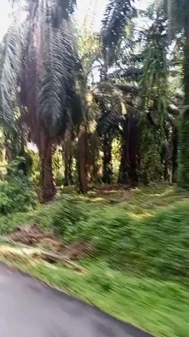 The video shows a view from a moving vehicle, likely a car, driving past a palm oil plantation. The camera is angled slightly downwards, capturing the road on the left and the dense vegetation of the plantation on the right. Tall palm trees with their characteristic fronds dominate the landscape, some appearing older and more weathered, while others are greener and fuller. In between the palm trees, there is an undergrowth of lush green bushes and grass. Fallen palm fronds and other organic debris are visible on the ground, indicating the natural cycle of the plantation. The lighting suggests it is daytime, possibly morning or afternoon, with sunlight filtering through the trees, creating dappled shadows. The motion blur of the video confirms the vehicle's movement. There are no people or animals visible in the frame. The overall impression is that of a rural, agricultural environment, characteristic of tropical regions where palm oil is cultivated.