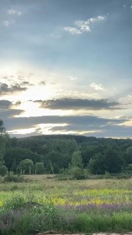 A vertical video of a natural landscape. In the foreground, a field of green grass is dotted with wildflowers in shades of purple and yellow. Behind the field, a dense forest of green trees stretches across the middle ground. The sky above is a mix of blue and grey clouds, with the sun peeking through, casting a soft light on the scene. The overall impression is one of a peaceful, pastoral setting.
