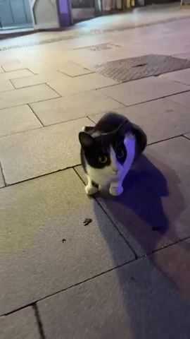 A black and white cat sits on a paved sidewalk at night. The cat is facing the camera with its eyes wide open. In the background, there are blurred figures of people walking and the lights of buildings. The cat appears to be in a crouched position, with its front paws extended. There is a shadow cast by the cat on the sidewalk. The scene is illuminated by artificial light, giving it a slightly eerie feel.