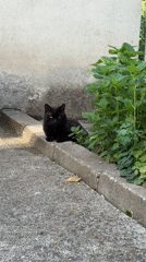 Two cats spotted near planters on concrete surface