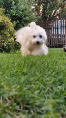 Fluffy white dog charges the camera on a sunny lawn