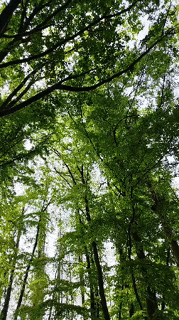 Morning forest documentation captured in Mettlach, Germany