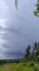 Tropical landscape documentation captures flora and rural scenery