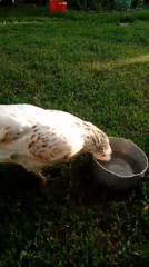 Backyard farm animals documented during afternoon in Ustyvytsia, Ukraine