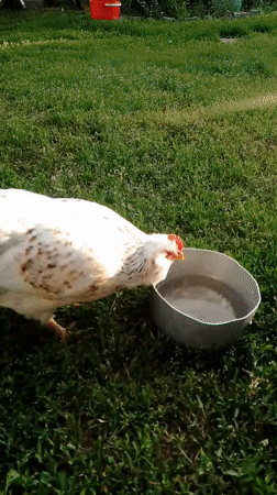 Backyard farm animals documented during afternoon in Ustyvytsia, Ukraine