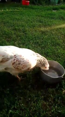 Backyard farm animals documented during afternoon in Ustyvytsia, Ukraine