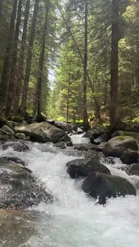 A fast-moving, shallow stream flows over rocks in a forest. Tall, thin trees with green needles form a dense canopy overhead, with sunlight filtering through the branches. The water is white and frothy as it rushes over the dark, moss-covered rocks. The perspective is low, looking up the stream towards the more distant trees.