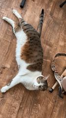 Cat lounges beside a pink electric guitar at home