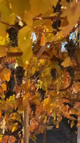 A low-angle shot looks up into a vineyard. Clusters of dark grapes hang from the vine. The leaves on the vine are mostly yellow, orange, and tan, with some tinges of green. A bit of bright blue sky is visible between the leaves. The camera gently pans across the scene, keeping the grapes and leaves in focus. The light is bright and makes the colors vibrant.