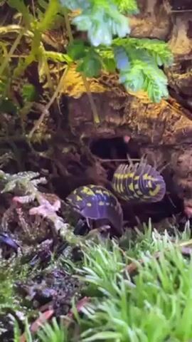 The video shows two isopods, also known as pillbugs or roly-polies, in a lush, green environment. The background is made up of dense moss, various green plants with small leaves, and a piece of tree bark with a small hole. The isopod in the foreground is facing the camera, displaying its dark body with yellow spots. Another isopod is partially visible inside the hole in the tree bark.