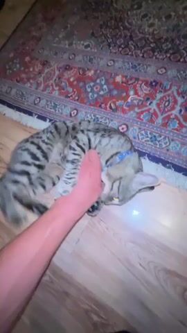 A person's hand grabs a tabby cat by the head and neck, and the cat bites down on the person's fingers. The cat is on its side on a wooden floor next to a patterned rug.