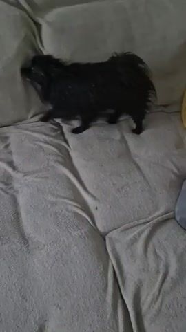 A small black dog stands on a light-colored couch. The dog is facing left and lifts its front paw as if to wipe or clean it. The dog then turns its head upwards and to the left. It then turns to face the right and opens its mouth as if to bark or vocalize. The dog then turns its head back to the left and then faces towards the camera, looking down. The dog then turns its back to the camera and appears to lower itself onto the couch. The scene appears to be indoors, with the couch being the primary object of focus. The lighting is dim.