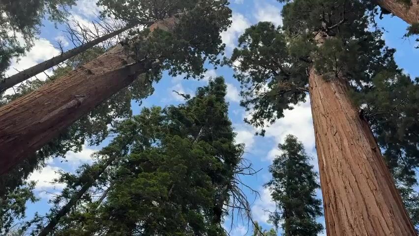 The video shows a low-angle shot looking up at the canopy of giant redwood trees. The sky is visible through the branches, with scattered white clouds against a blue background. The trunks of the trees are massive and reddish-brown, with textured bark. The foliage is dense and green. The camera appears to be stationary, or moving very slowly, as the trees dominate the frame. The perspective emphasizes the immense height and scale of the trees.