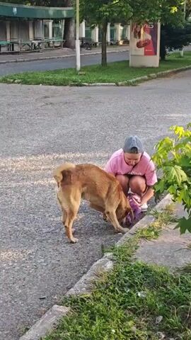 A person wearing a pink t-shirt and a grey baseball cap is crouched on a paved surface next to a patch of grass. A medium-sized, light brown dog is standing in front of the person, sniffing at something purple on the ground. The person is looking down and appears to be interacting with the purple object with their hands. The dog has its tail slightly raised and is focused on the object. In the background, there is a paved area with buildings and trees visible.