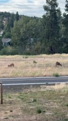 The video shows two deer grazing in a dry, grassy field. A paved road runs through the middle of the frame. In the background, there are trees, houses, and a hillside. The sky is partly cloudy. The deer are brown and appear to be calm. The scene is peaceful and natural.