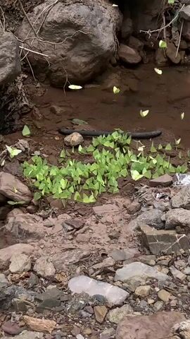 This video captures a natural scene with a large gathering of yellow butterflies. The butterflies are clustered on the ground, primarily around a patch of vibrant green plants. Some of the butterflies are in flight, fluttering around the area. In the background, there is a dark, somewhat muddy pool of water, with a black object, possibly a snake, partially submerged or lying on the bank. The environment is rocky and appears to be outdoors, with rocks and dirt making up the terrain. The overall impression is of a tranquil, albeit unusual, wildlife event.